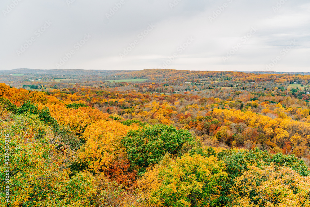 vineyard in autumn