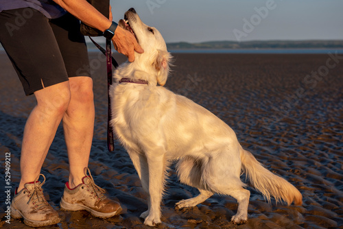 Annonymous mature female playing with young golden retriever dog on a beach  photo