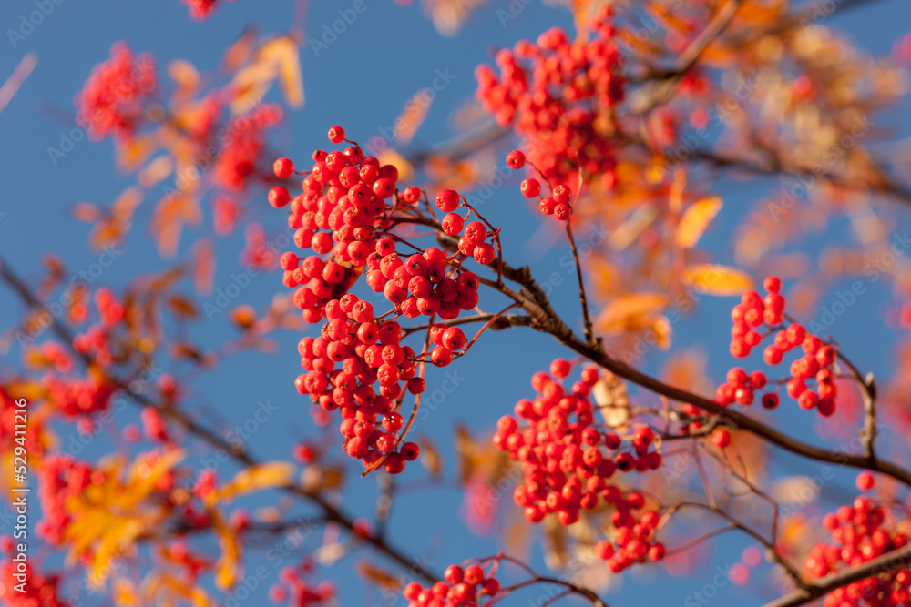 red bunches of rowan