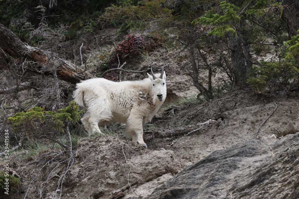 Mountain Goat Oreamnos Americanus Kanada Mountain Goat Oreamnos Americanus Kanada