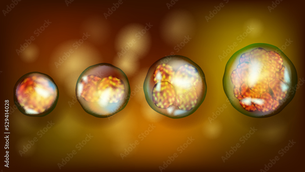 Early stage embryo cell division Human or animal cells Medicine Biology Diagrams