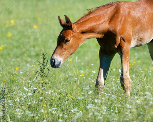 Brown foal sniffing on a plant on the pasture