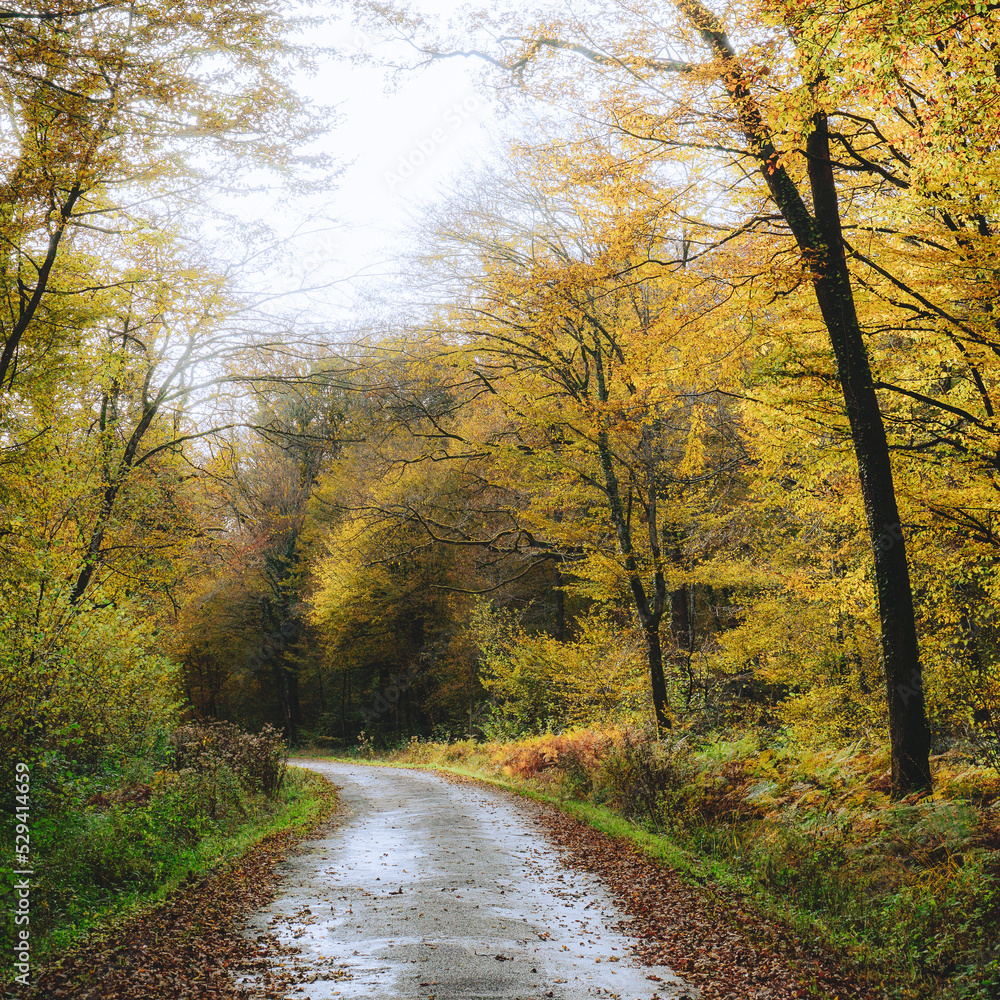 Fototapeta premium Route forestière étroite en perspective, légèrement en courbe, au milieu d'une forêt aux couleurs d'automne