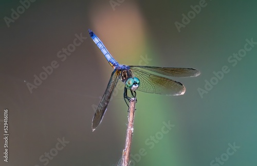 Closeup of a great blue skimmer, Libellula vibrans.