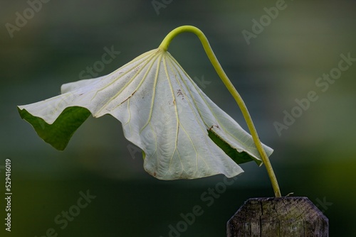 Closeup of an American lotus leaf. photo