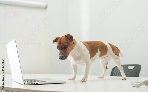 smart dog uses laptop watches video makes online shopping communicates online .jack russell terrier in office with laptop © serhii