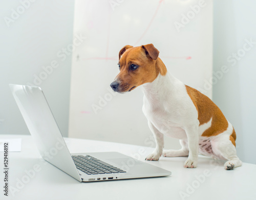 smart dog uses laptop watches video makes online shopping communicates online .jack russell terrier in office with laptop