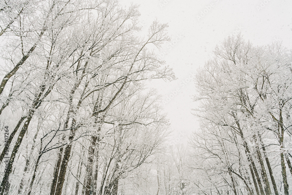 snow covered trees snow covered trees