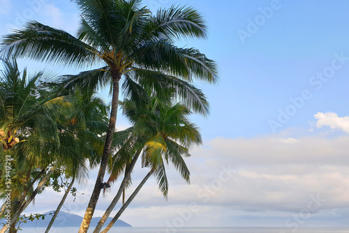 Palm trees against sunny blue sky  tropical holiday concept background