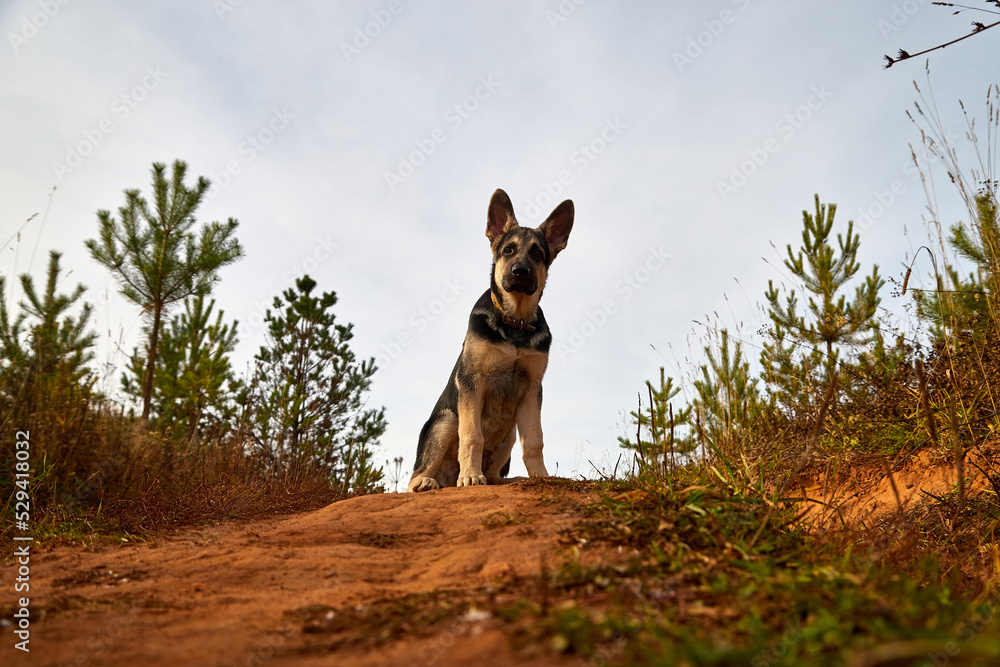 Young Dog German Shepherd in an autumn day. Puppy in yellow landscape Young Dog German Shepherd in an autumn day. Puppy in yellow landscape