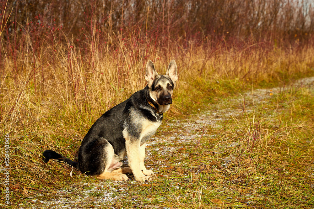 Young Dog German Shepherd in an autumn day. Puppy in yellow landscape