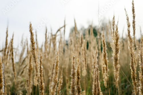 Yellow grass in the field on a Sunny summer day or morning  in light pastel colors