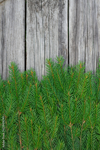 vertical image with fresh green fir tree branches on the grey wooden background for winter holidays