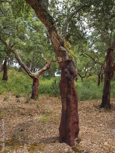 Harvested cork tree trunk in Portugal. Quercus suber, commonly called the cork oak, with insulating bark is a medium-sized, pyrophyte, evergreen plant in the family Fagaceae, section Cerris.