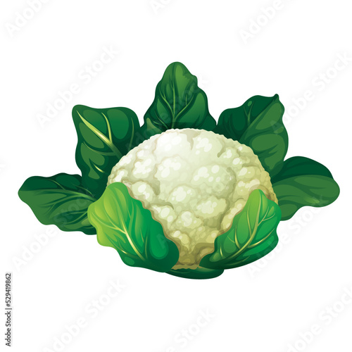 cauliflower isolated on white