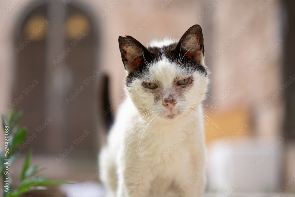 portrait of a sick black and white stray cat with eye infection in palma de mallorca, spain