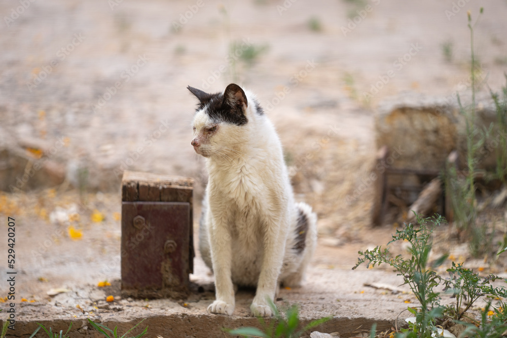 portrait of a sick black and white stray cat on the street in palma de mallorca, spain portrait of a sick black and white stray cat on the street in palma de mallorca, spain