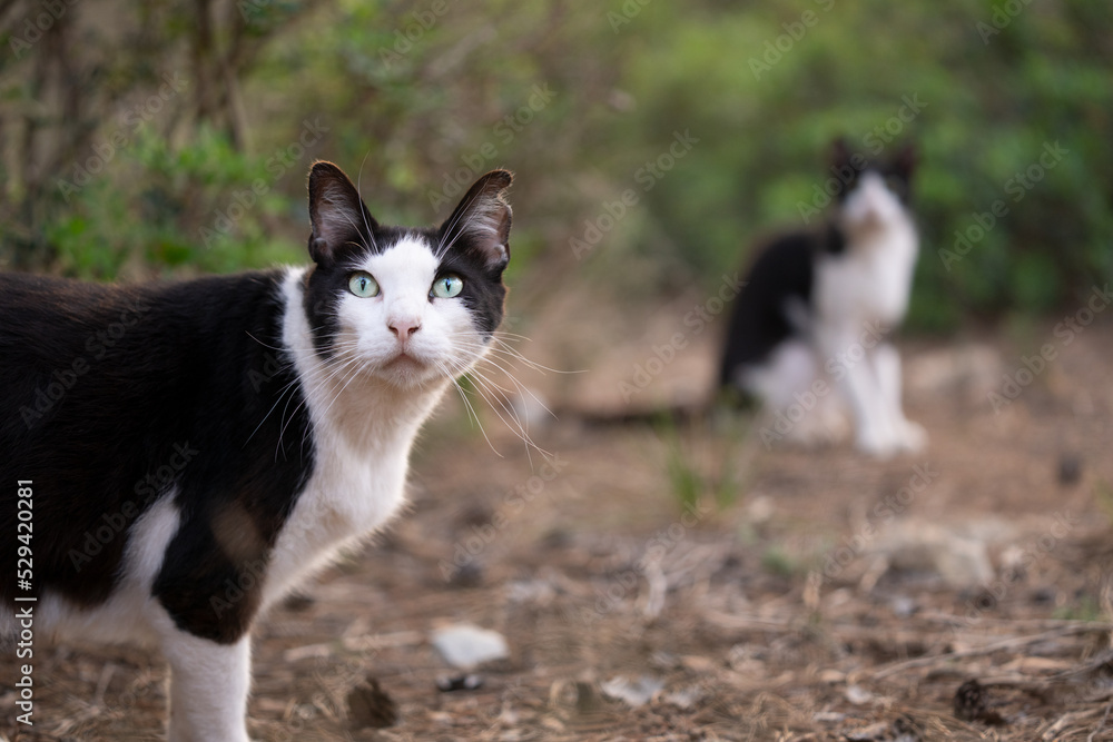 two black and white tuxedo stray cats outdoors on mallorca, spain