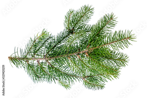 Fir tree branch isolated on white background