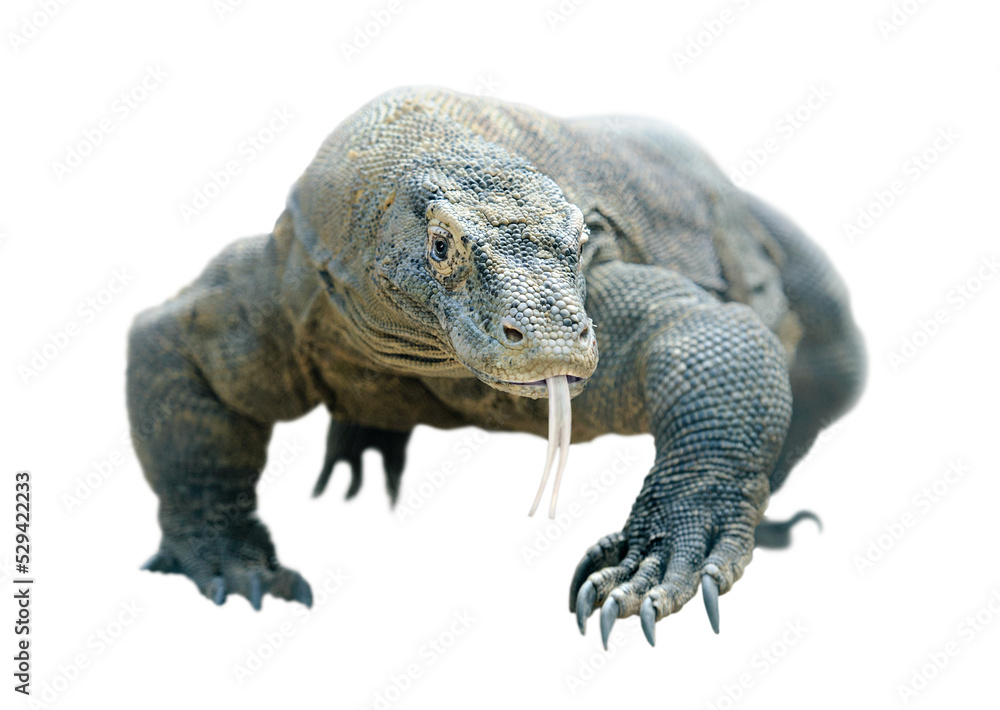 Obraz premium Walking komodo dragon cut out