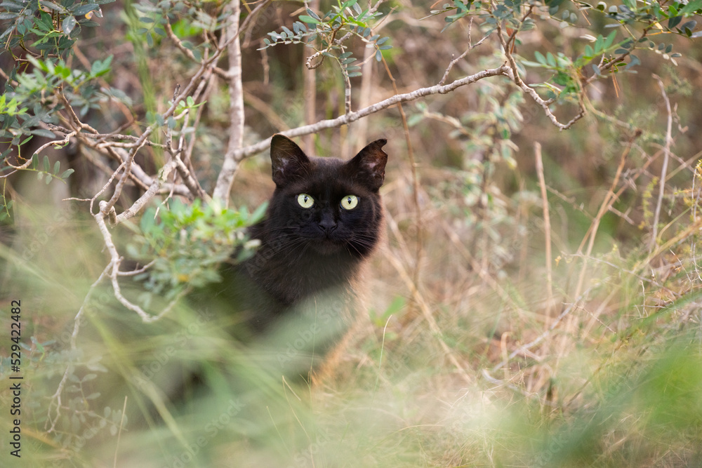 shy black stray cat with tipped ear inside of greenery and bushes on mallorca, spain