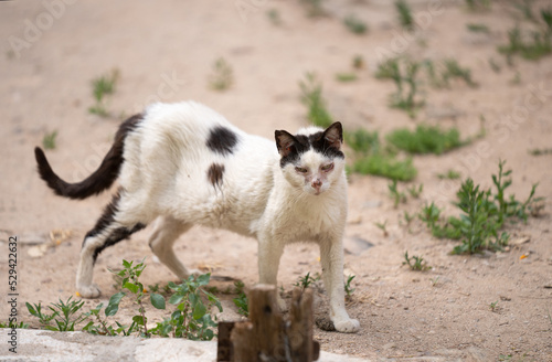 sick underweight stray cat in palma de mallorca, spain photo