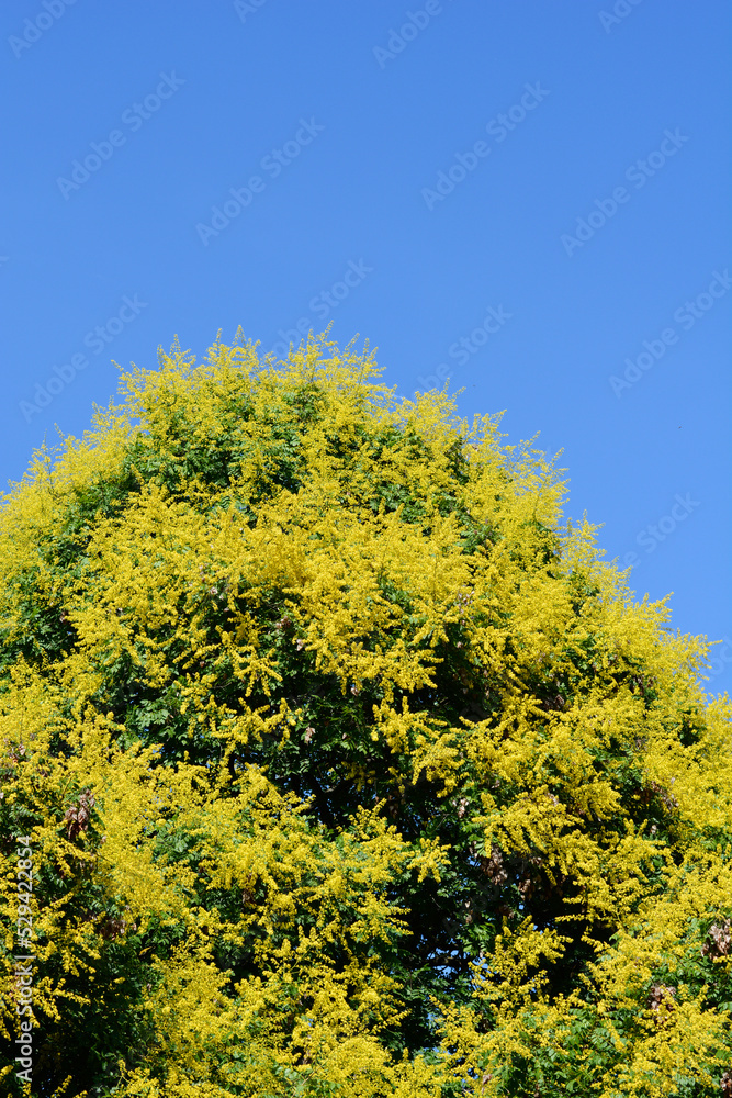Golden rain tree Golden rain tree