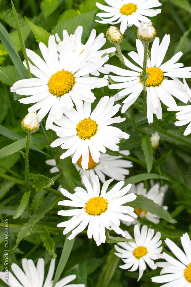 Obraz premium White chamomile flowers in nature.