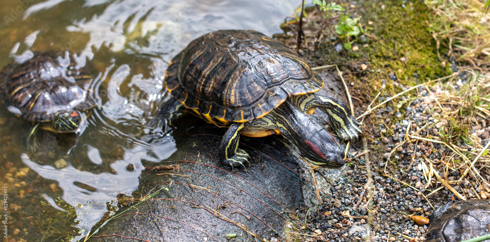 Turtle in a pond in nature. Turtle in a pond in nature.