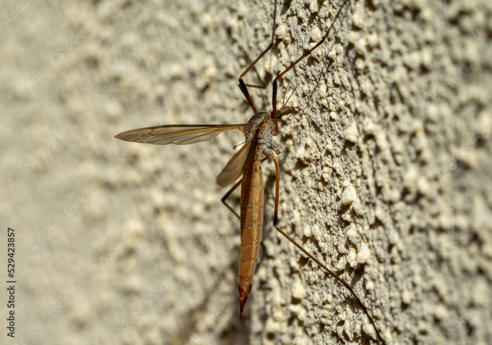 Obraz premium Schnake Stechmücke an einer Wand