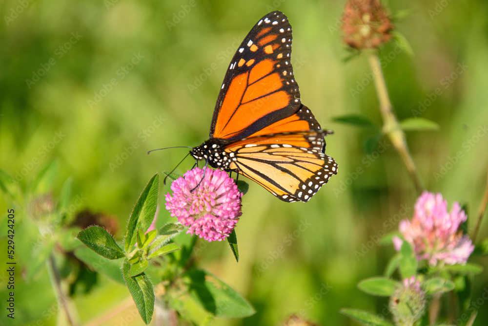 Stunning monarch butterfly on a small wildflower in the Canadian countryside in Quebec