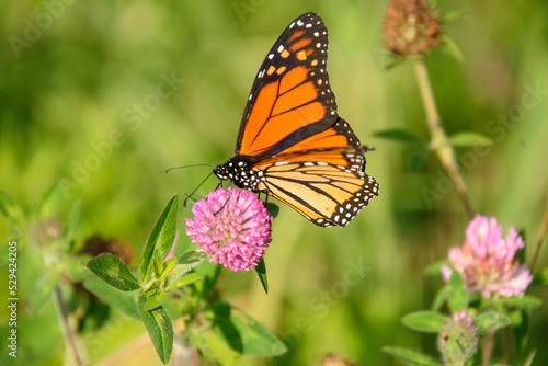 Stunning monarch butterfly on a small wildflower in the Canadian countryside in Quebec © Gilles Rivest