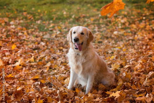 golden retriever breed dog in autumn leaves