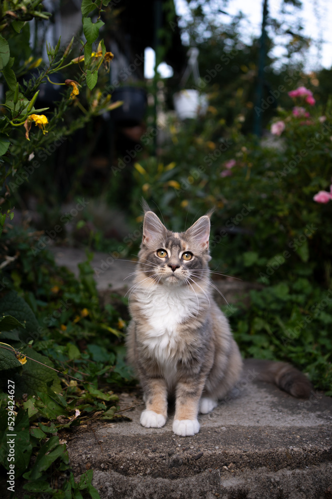 fluffy maine coon kitten sitting outdoors on concrete step in green garden