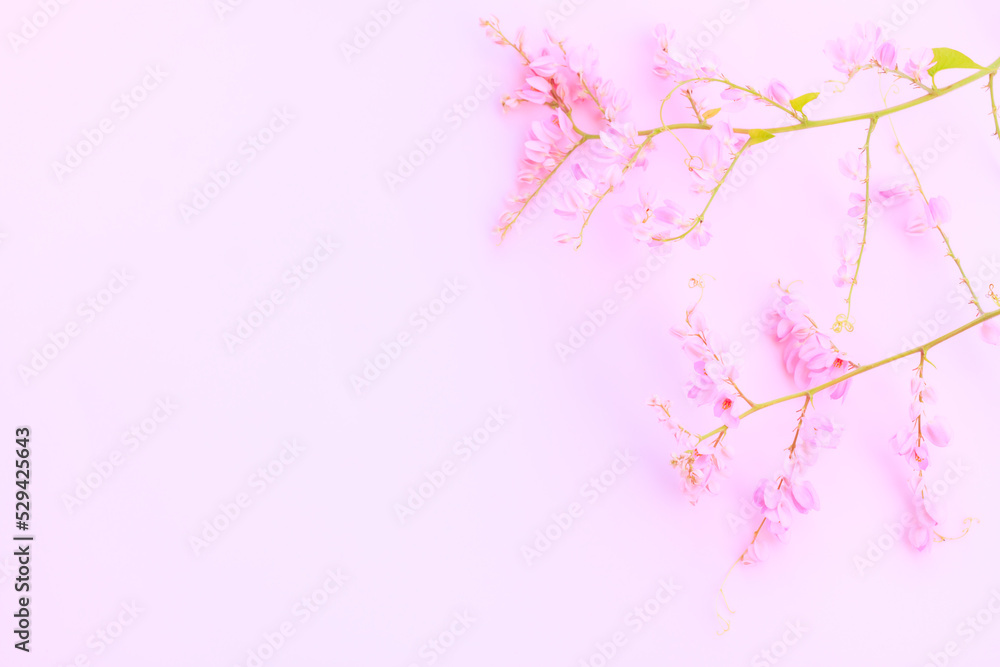 Pink Mexican creeper flowers (Antigonon leptopus, Bee bush, Coral vine, Coralita, Confederate Vine, Bride’s tears)  on pink background