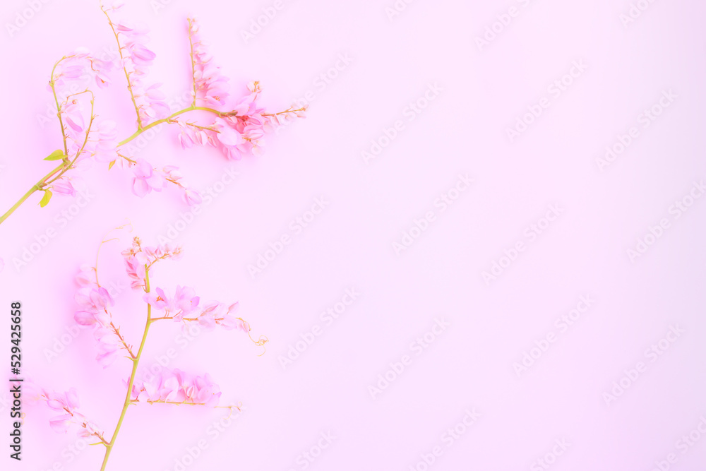 Pink Mexican creeper flowers (Antigonon leptopus, Bee bush, Coral vine, Coralita, Confederate Vine, Bride’s tears)  on pink background