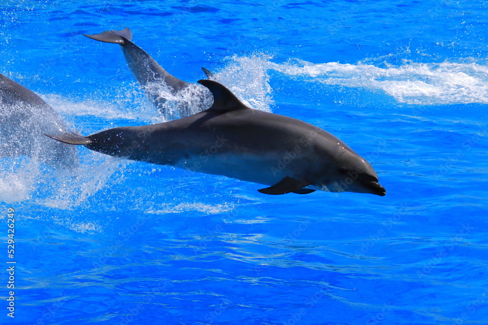 Fototapeta premium イルカのジャンプ