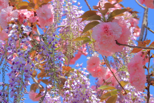 八重桜と藤の花
