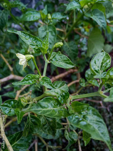 plant growing in the garden, chili flowers are still small, buds.
