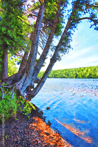 Digitally created watercolor painting of mature birch trees growing over the waters of Lake Fanny Hooe