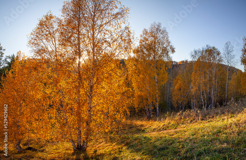 Autumn morning. The sun shines through the trees. Backlight, blue sky.
