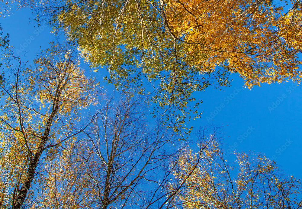 Autumn trees against the blue sky, view up. Colorful natural background.