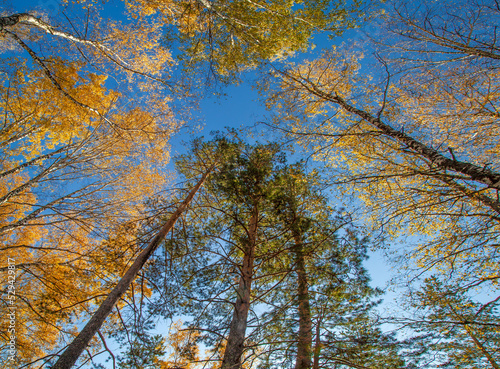 Autumn trees against the blue sky, view up. Colorful natural background.
