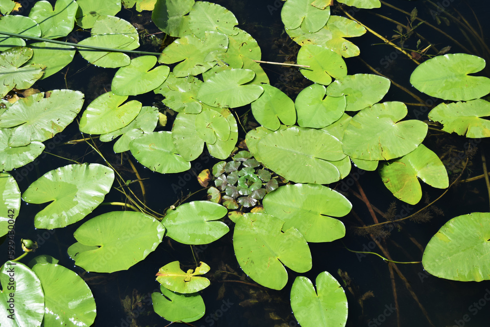 green leaves of water lilies on the dark surface of the lake green leaves of water lilies on the dark surface of the lake
