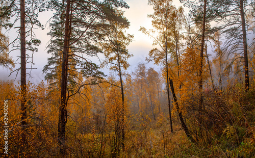 Autumn forest in the morning fog, natural light