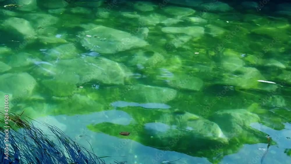 Sea bottom under green clear water. Algae moving on the wave. Flora of Japan sea. Sea bottom under green clear water. Algae moving on the wave. Flora of Japan sea.