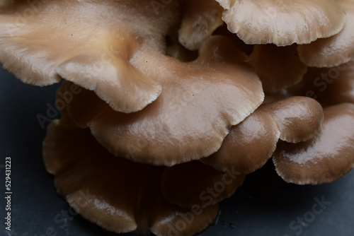 Austernseitling, Pleurotus ostreatus, Pilz Fruchtkörper mit Copy Space hintergrund photo