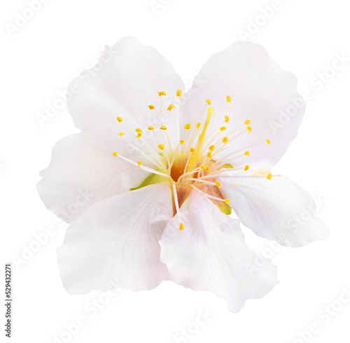 One white almond tree blossom. Cut out, no background