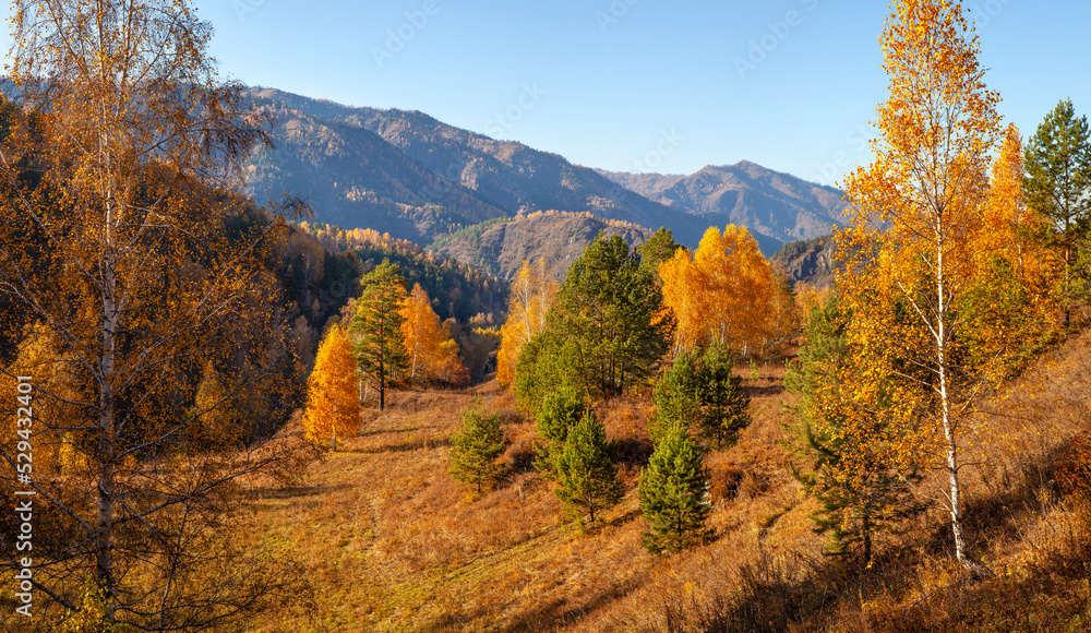 Forested mountains, autumn nature on a sunny day Forested mountains, autumn nature on a sunny day