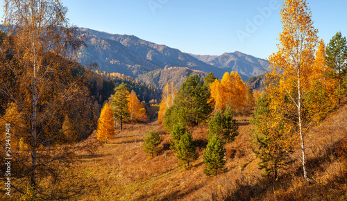 Forested mountains  autumn nature on a sunny day